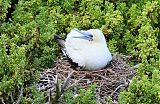 Red-footed Booby